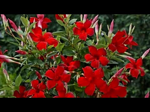 Видео: Дипладения (Мандевилла). Для пышного цветения моя схема обрезки.