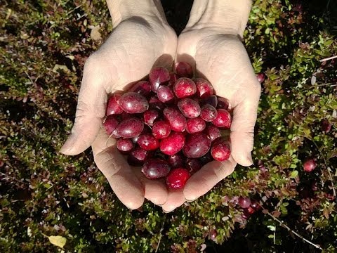 Видео: Урожайность клюквы . Сравнение сортов .