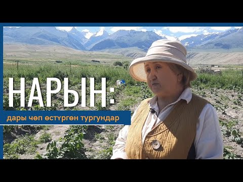 Видео: Нарын: дары чөп өстүргөн тургундар
