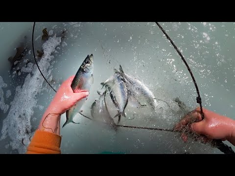 Видео: БЕСПЛАТНАЯ РЫБА ДЛЯ ВСЕХ! Селедку собирают руками