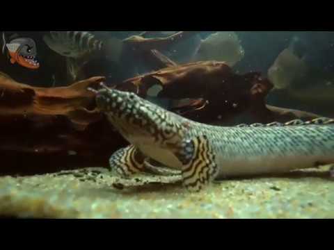 Видео: Мраморный бишир или полиптерус орнатипинис (Polypterus ornatipinnis) описание, содержание и уход
