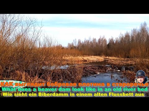 Видео: КАК выглядит бобровая плотина в староречье. Бобровая плотина — это уникальное сооружение.