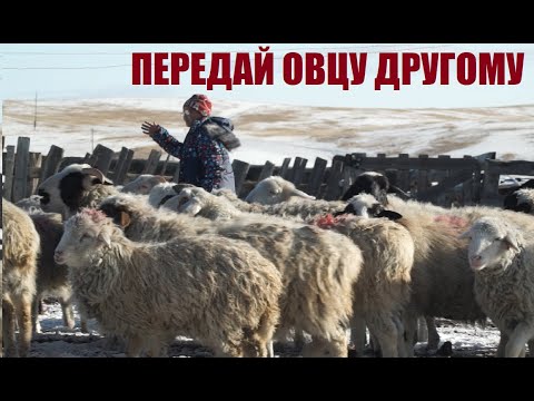 Видео: Как живут и работают фермеры Бурятии, получившие социальные отары. Репортаж из села Тасархой.