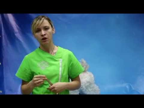 Видео: 2. Правильная техника владения ножницами для начинающих грумеров - Часть 2. Упражнения.