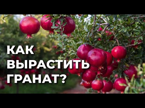 Видео: Как правильно посадить гранат