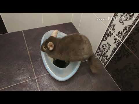 Видео: Шиншилла не хочет купаться. Что делать ,если шиншилла не умеет купаться.