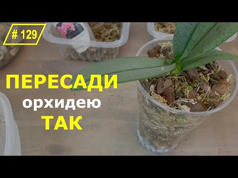 Видео: # 129 Орхидеи сразу принимаются в рост без стресса и адаптации!!! #УходЗаОрхидеями  #ПосадкаОрхидей