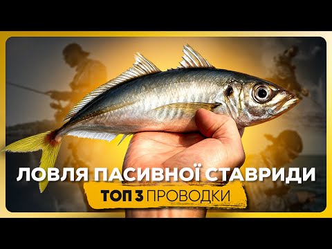 Видео: Спробуй ці 3 проводки на Ставриду. Лови більше всіх на пірсі!