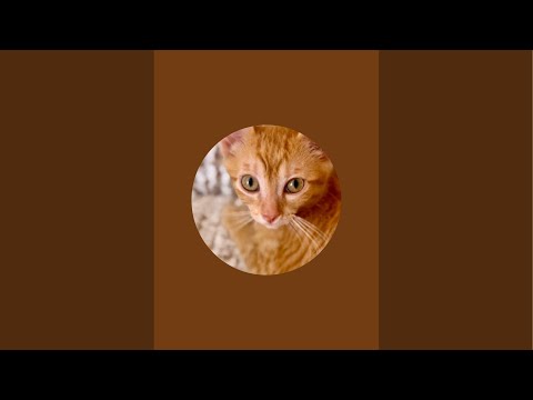 Видео: Вечерний