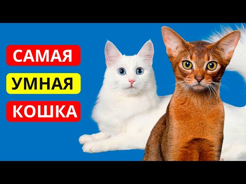 Видео: 15 самых УМНЫХ пород КОШЕК