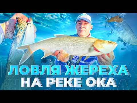 Видео: ЭТА ПРИМАНКА КОСИТ ЖЕРЕХА! ЛОВЛЯ ЖЕРЕХА НА ОКЕ!