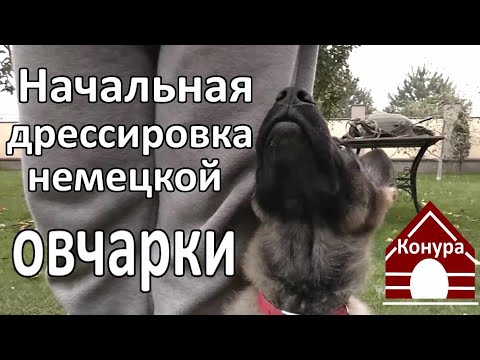 Видео: Начальная дрессировка немецкой овчарки