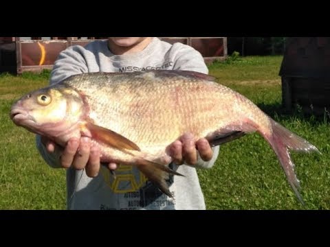 Видео: Крупный лещ на мормышку. Плещеево озеро