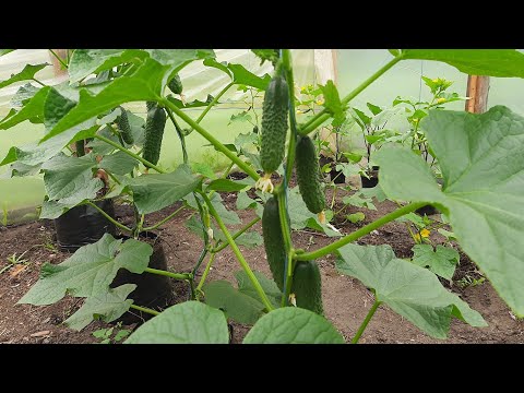 Видео: Как правильно поливать огурцы- советы профессионала. Об этом мало кто расскажет.