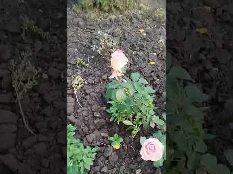 Видео: 4 ноября 2025 г.