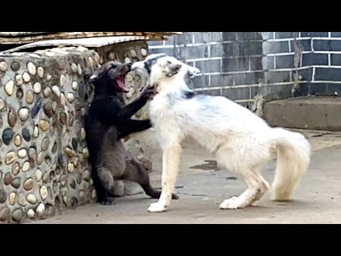 Видео: Я был шокирован! Дикое животное ворвалось в мой дом и подрались с лисой. 🦊🥰😘❤👍👍👍