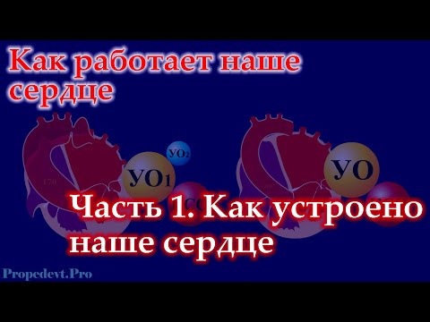 Видео: Как работает наше сердце. Часть 1. Как устроено наше сердце.
