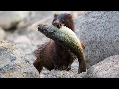 Видео: Норка — Свирепый и бесстрашный рыболов, которого боятся даже ЗМЕИ!