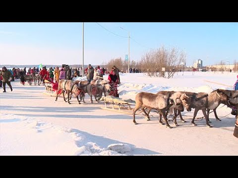 Видео: Репортаж "Слет оленеводов в Надыме - 2023"