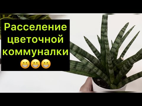 Видео: Расселение цветочной коммуналки / рассадка Сансевиерии Бонсель ￼/ #сансевиерия