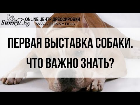 Видео: Первая выставка собаки. Что важно знать?