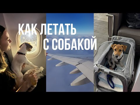 Видео: КАК ЛЕТАТЬ С СОБАКОЙ: первый полет с джек - расселом, перевозка собак в салоне самолете, лайфхаки.