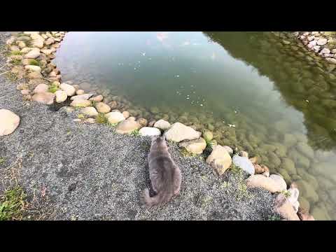 Видео: Итоги лета 2025 года- форель и карпы кои. В каком состоянии мои пруды. 