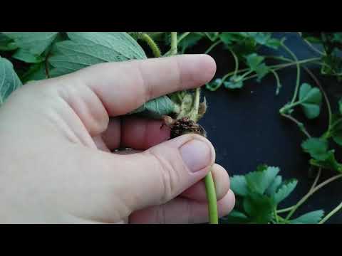 Видео: Клубника,какие усы не беру на укоренение.