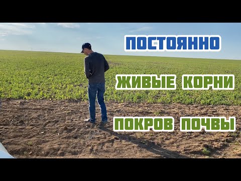 Видео: Постоянные живые корни и покров почвы