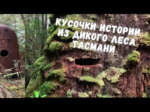 Видео: Вырубка огромных эвкалиптов в лесах Тасмании  (кусочки истории  сегодня)