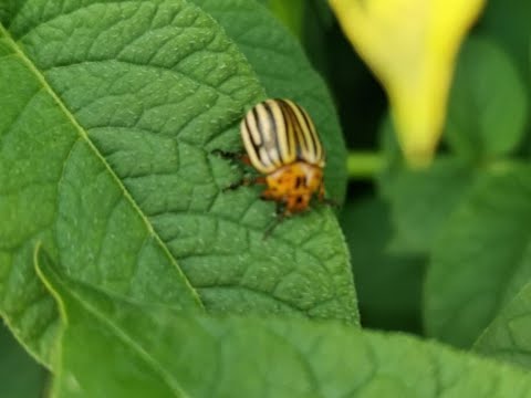 Видео: КОЛОРАДСКИЙ ЖУК - НЕ ПРОБЛЕМА!!! Эффективный и безопасный метод борьбы.