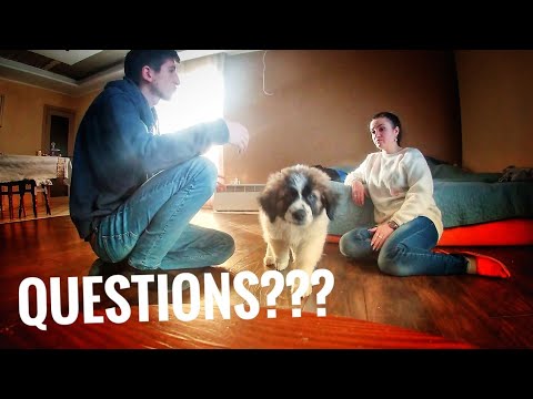 Видео: Секреты воспитания щенка