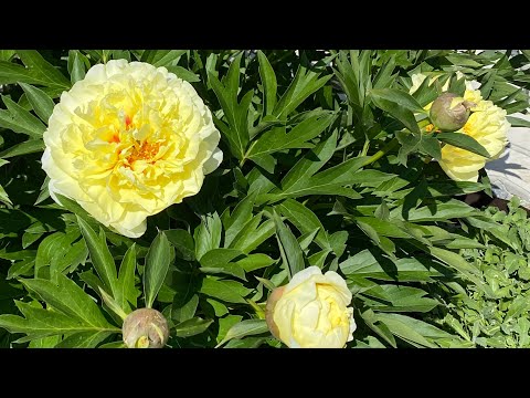 Видео: Чумовые  Пионы 🌺!9 красивейших сортов - Роскошь и Драгоценность моего сада !!!#нравится#сад#garden