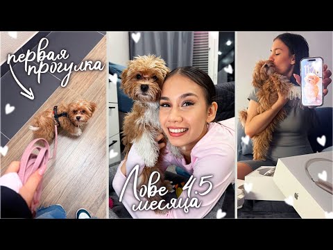 Видео: Хочу КУПИТЬ ещё МАЛЬТИПУ для Ловы // советы КИНОЛОГА