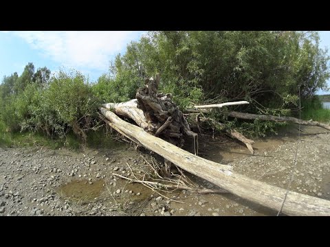 Видео: Спиннинг на реке Обь в августе 2025