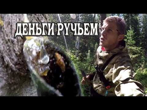 Видео: КАК ЗАРАБОТАТЬ МНОГО ДЕНЕГ В ТАЙГЕ / СБОР ПИХТОВОЙ ЖИВИЦЫ / КАК БИЗНЕС ИДЕЯ