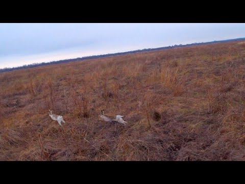 Видео: ЛУЧШИЕ ВЫСТРЕЛЫ МОИХ НАПАРНИКОВ !!! ОХОТА НА ЗАЙЦА !!!