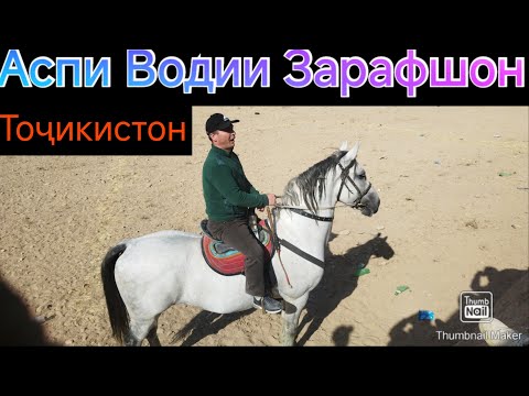 Видео: Бузкаши Дар Шаҳрий Панҷакент Чинор Қисми 2 Улоқ 18.10.2025