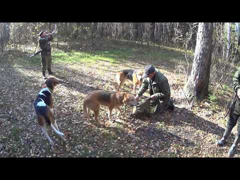 Видео: Охота с гончими на зайца 11 10 21
