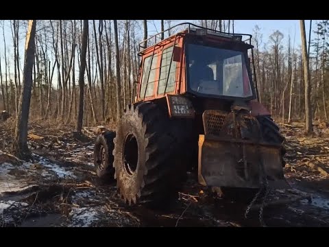 Видео: Заготовка ольхи трактором МТЗ 82 на колесах от К-700 с лебедкой Uniforest