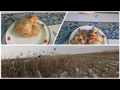 Видео: Қырғауылдан қарын бүрме. Қарда қырғауыл аңшылық. Карын бурме из фазана. Охота Казахстан