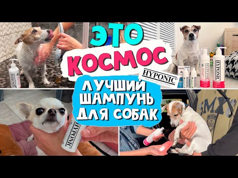 Видео: Как убрать слёзные дорожки у белой собаки. Корейский шампунь для собак от HYPONIK