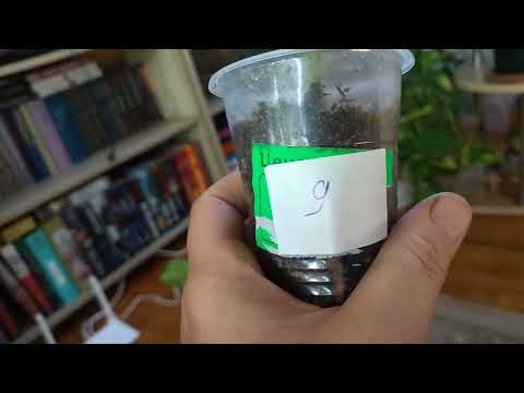 Видео: Излишки комнатных растений 4 октября 2025 г