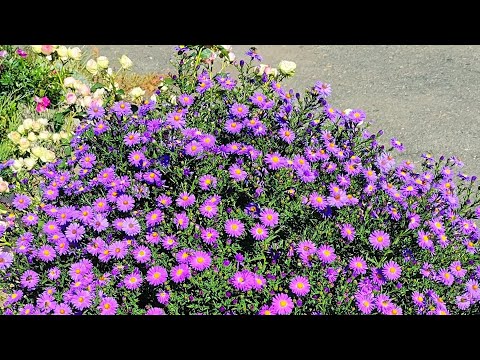 Видео: Середина жовтня! Довга прогулянка! 🌸🍂🌼🍂🌸🍂14.10.2025