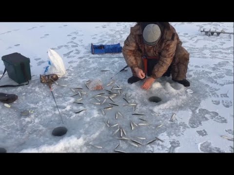 Видео: ТАВРИЧАНКА!!!Ловля корюшки на блёсна и самодур.ЗИМНЯЯ РЫБАЛКА.Приморский край.Winter fishing.