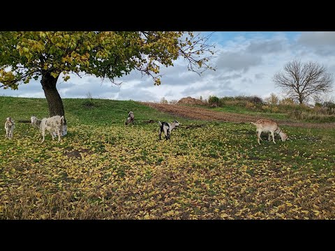 Видео: СЕКРЕТ швидкого росту телят та кіз! Чим годую, новий жолуб для кіз!