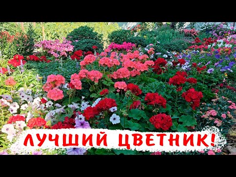 Видео: Клумбы с легким уходом! Как вырастить максимально красивый цветник с минимальным уходом!