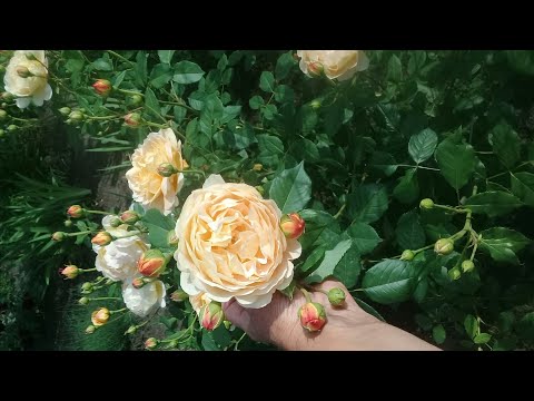 Видео: Розы цветение 2021😍!Розы с названиями сорта, отвечаю на ваши вопросы;Рекомендую-роза Академия🥰👍