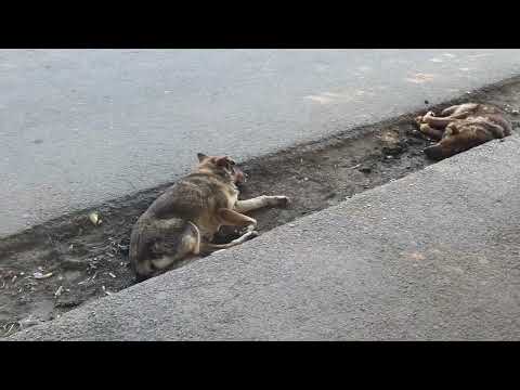 Видео: Судьба капканы расставит, а я их вновь обойду. ( Ремикс 2025 )