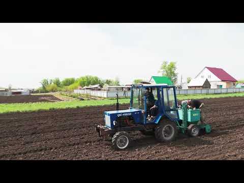 Видео: Посадка картофеля 9.05.2025.